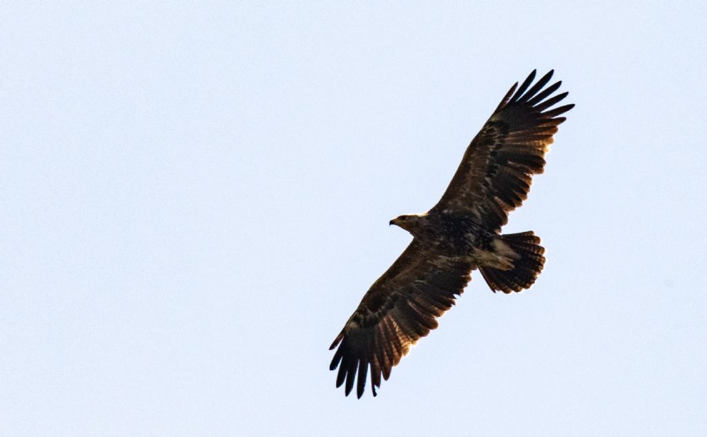 Probabile Aquila anatraia minore